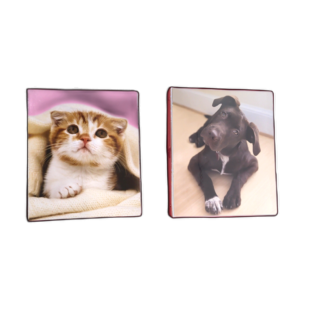 Fashion Binder 1 Inch Assorted Animal Designs