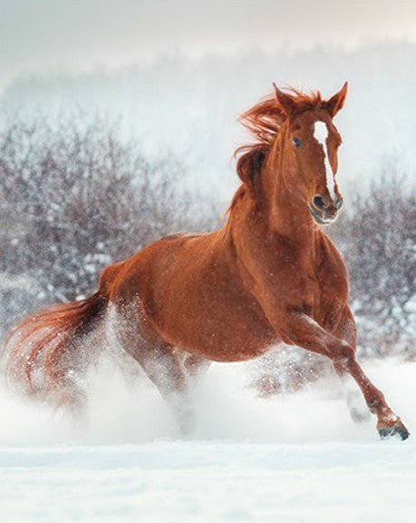 Printed Micromink Horse Throw Blanket 48" x 60" - Brantford Surplus