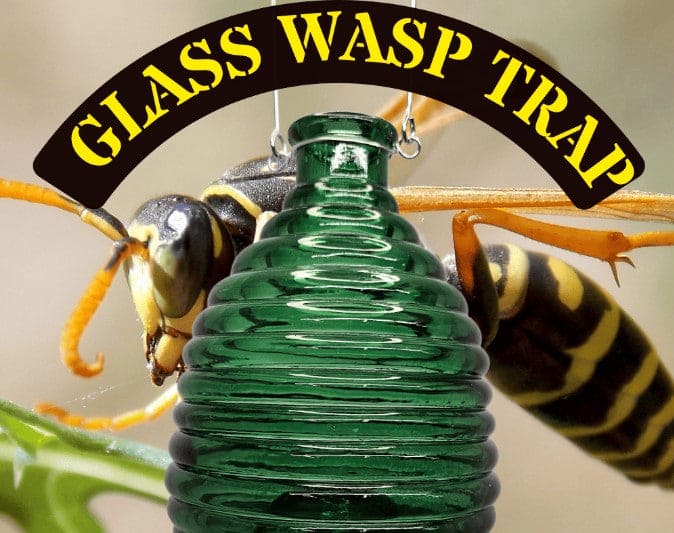 Glass Wasp Trap - Brantford Surplus