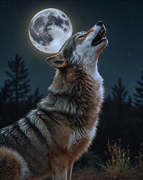 Wolf Print Micromink Throw Blanket 48x60 Soft Cozy - Brantford Surplus