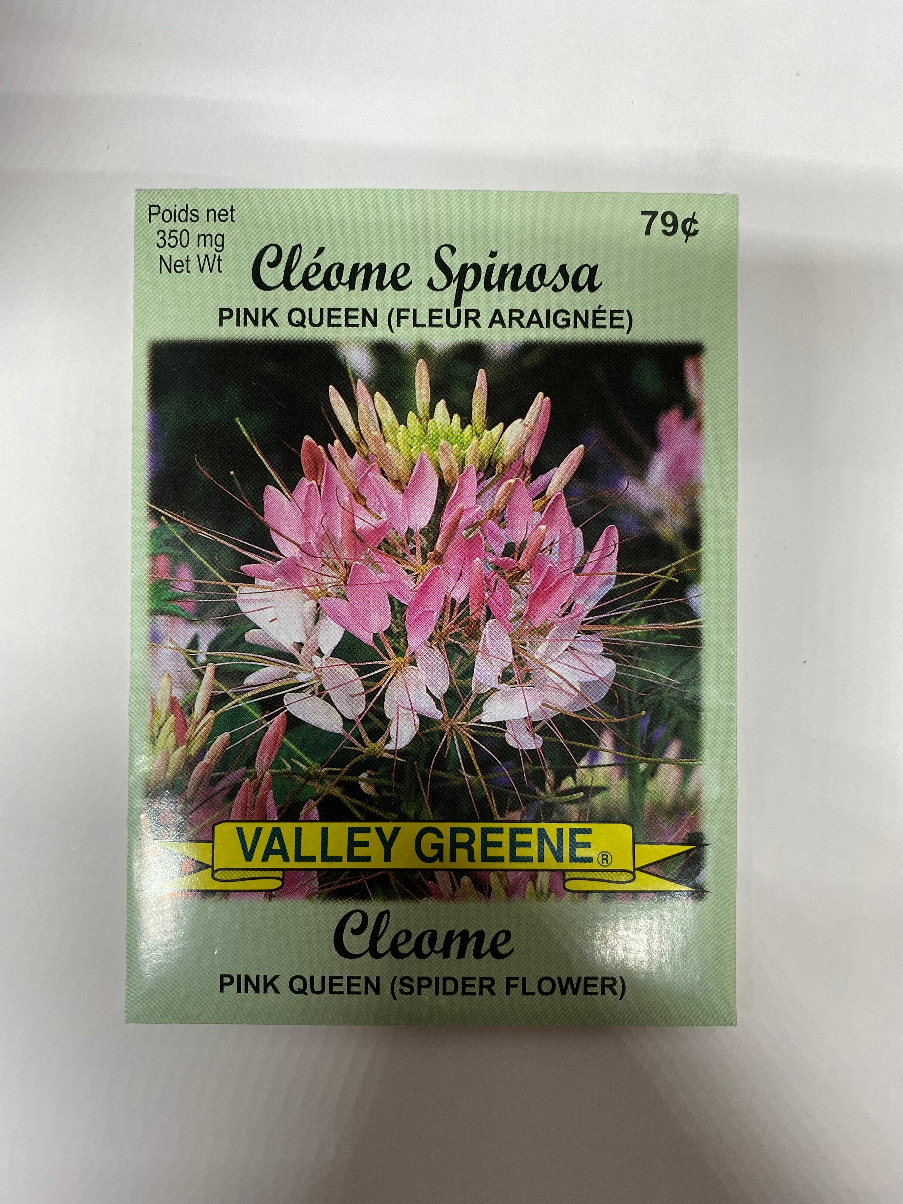 Cleome Pink Queen (Spider Flower) Valley Greene - Brantford Surplus