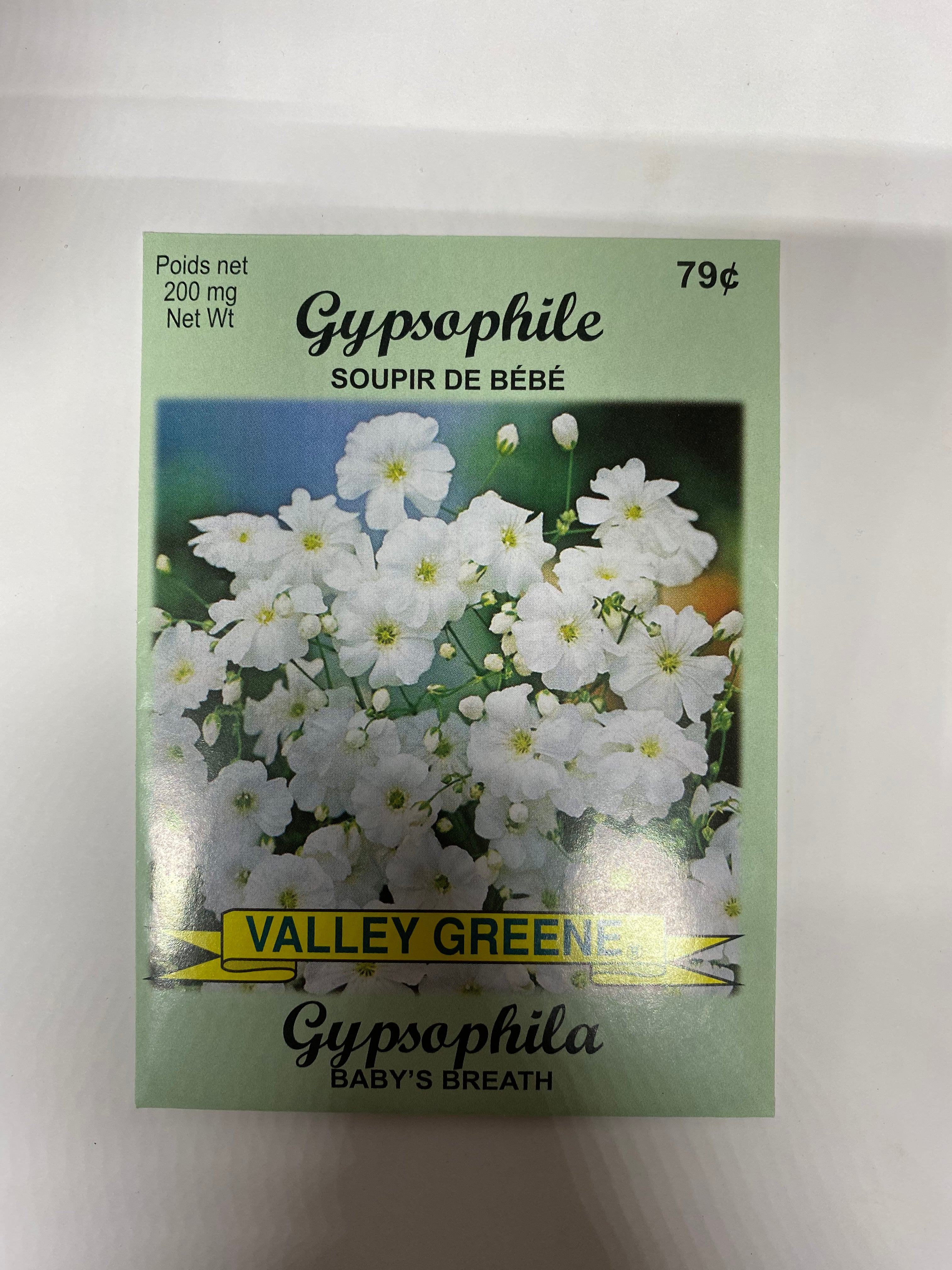 Gypsophila Baby's Breath Valley Greene - Brantford Surplus