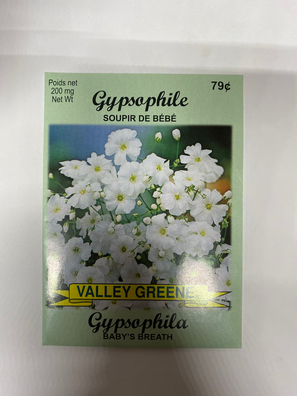 Gypsophila Baby's Breath Valley Greene