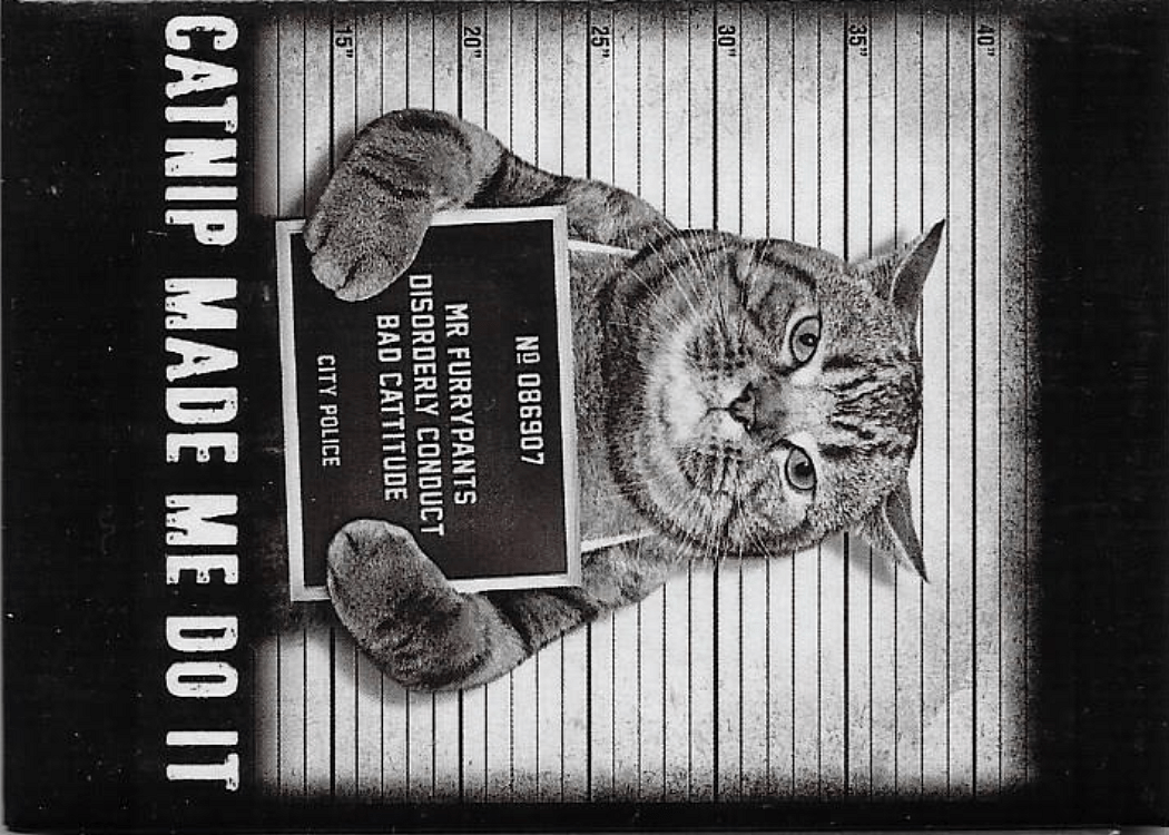 Funny Magnets - Brantford Surplus